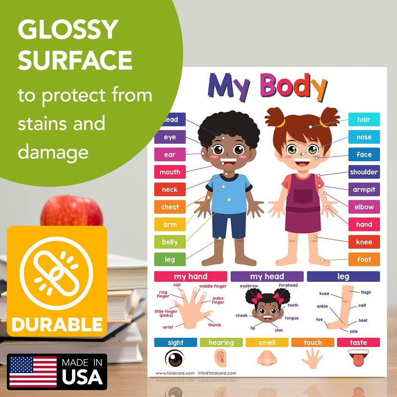 FoldCard Educational Charts for Preschool to Grade 1 Kids – Bright and Colorful Educational Visual/Learning Aid Poster for Classroom or Home | Glossy Durable Cardstock | 8.5" x 11" | 5 per Pack (My Body) - Image 3